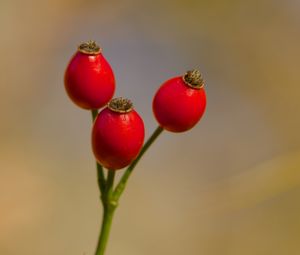 Preview wallpaper rose hips, berries, red, macro