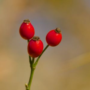 Preview wallpaper rose hips, berries, red, macro