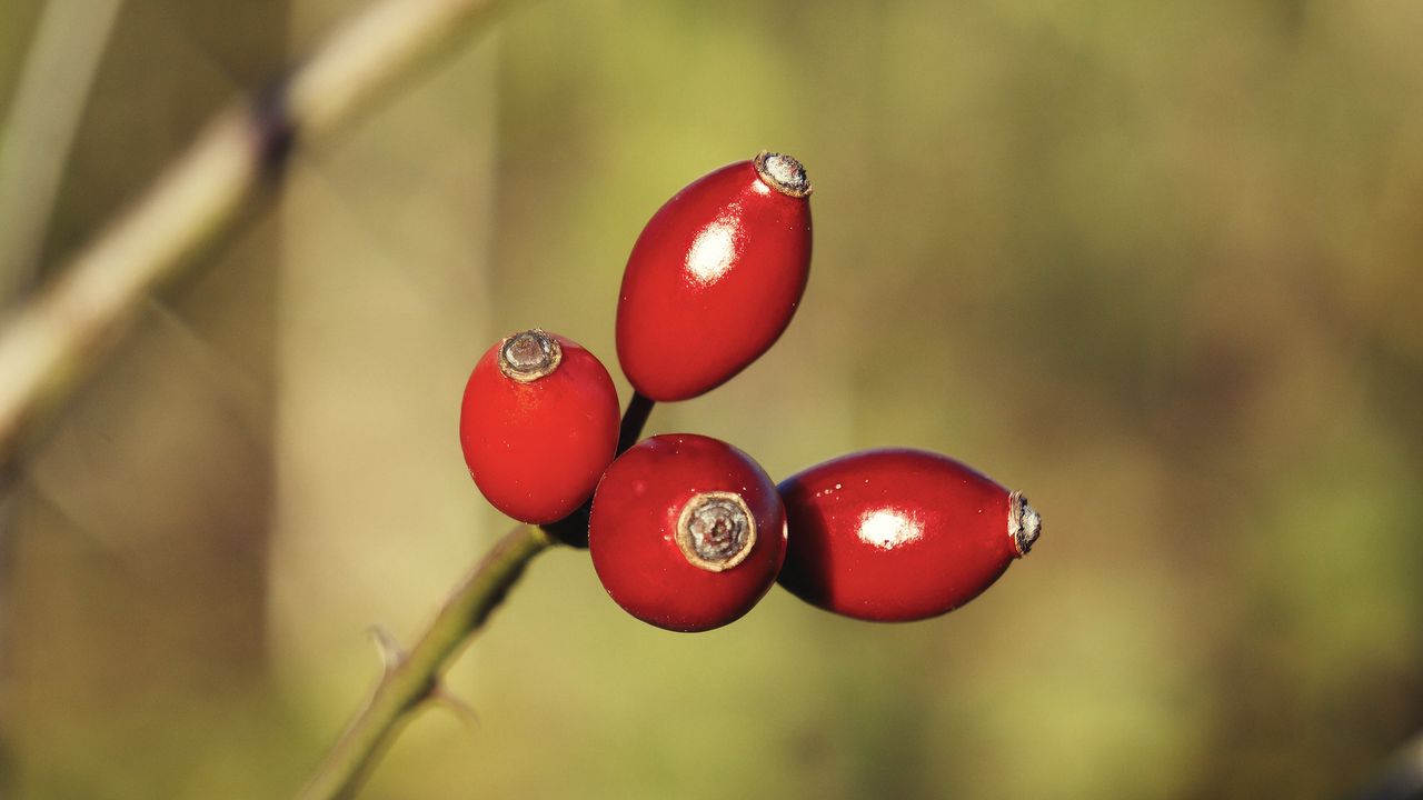 Wallpaper rose hips, berries, red, highlights