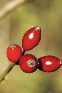 Preview wallpaper rose hips, berries, red, highlights