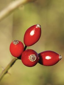 Preview wallpaper rose hips, berries, red, highlights