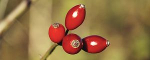 Preview wallpaper rose hips, berries, red, highlights