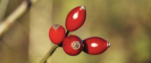 Preview wallpaper rose hips, berries, red, highlights