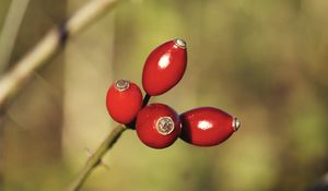 Preview wallpaper rose hips, berries, red, highlights