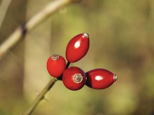 Preview wallpaper rose hips, berries, red, highlights