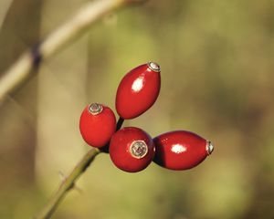 Preview wallpaper rose hips, berries, red, highlights