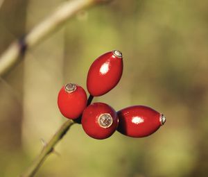 Preview wallpaper rose hips, berries, red, highlights