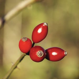 Preview wallpaper rose hips, berries, red, highlights