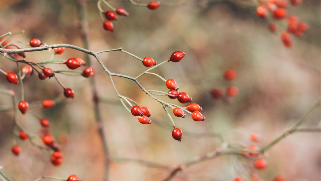 Wallpaper rose hips, berries, red, plant, bush