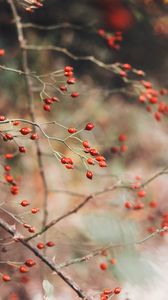 Preview wallpaper rose hips, berries, red, plant, bush