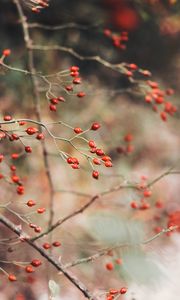 Preview wallpaper rose hips, berries, red, plant, bush