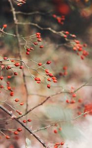 Preview wallpaper rose hips, berries, red, plant, bush