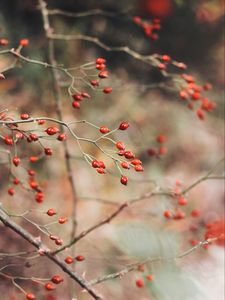 Preview wallpaper rose hips, berries, red, plant, bush