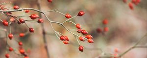 Preview wallpaper rose hips, berries, red, plant, bush