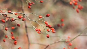 Preview wallpaper rose hips, berries, red, plant, bush