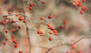 Preview wallpaper rose hips, berries, red, plant, bush