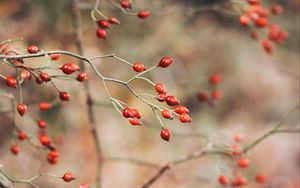 Preview wallpaper rose hips, berries, red, plant, bush