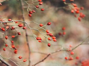 Preview wallpaper rose hips, berries, red, plant, bush