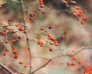 Preview wallpaper rose hips, berries, red, plant, bush