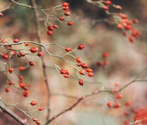 Preview wallpaper rose hips, berries, red, plant, bush