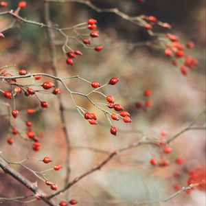 Preview wallpaper rose hips, berries, red, plant, bush