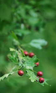 Preview wallpaper rose hips, berry, branch, leaves