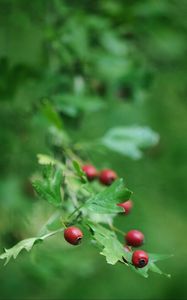 Preview wallpaper rose hips, berry, branch, leaves