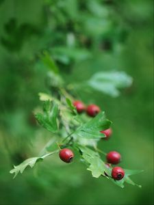 Preview wallpaper rose hips, berry, branch, leaves