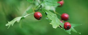 Preview wallpaper rose hips, berry, branch, leaves