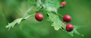 Preview wallpaper rose hips, berry, branch, leaves