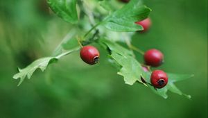 Preview wallpaper rose hips, berry, branch, leaves