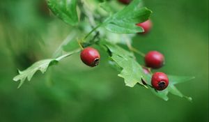 Preview wallpaper rose hips, berry, branch, leaves