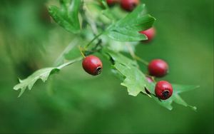 Preview wallpaper rose hips, berry, branch, leaves