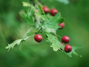 Preview wallpaper rose hips, berry, branch, leaves