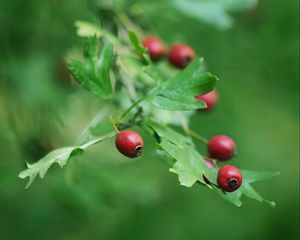 Preview wallpaper rose hips, berry, branch, leaves