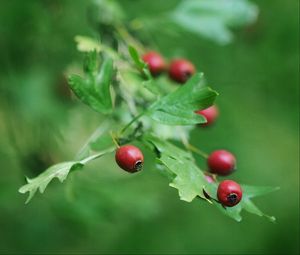 Preview wallpaper rose hips, berry, branch, leaves