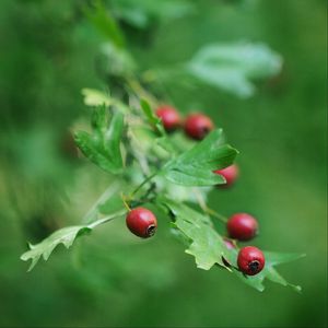 Preview wallpaper rose hips, berry, branch, leaves