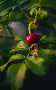 Preview wallpaper rose hips, berry, thorns, leaves, macro