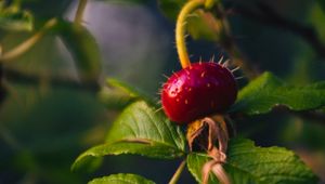 Preview wallpaper rose hips, berry, thorns, leaves, macro