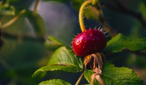 Preview wallpaper rose hips, berry, thorns, leaves, macro