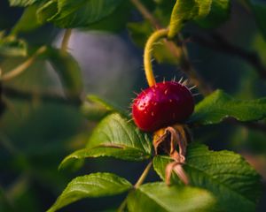 Preview wallpaper rose hips, berry, thorns, leaves, macro