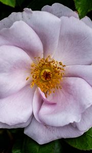 Preview wallpaper rose hips, flower, petals, pink, leaves, pollen, macro