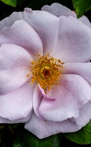 Preview wallpaper rose hips, flower, petals, pink, leaves, pollen, macro