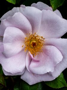 Preview wallpaper rose hips, flower, petals, pink, leaves, pollen, macro