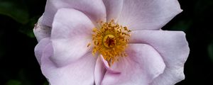 Preview wallpaper rose hips, flower, petals, pink, leaves, pollen, macro