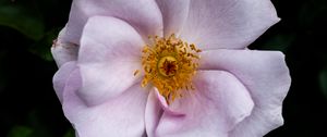 Preview wallpaper rose hips, flower, petals, pink, leaves, pollen, macro