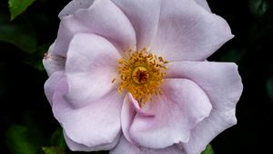 Preview wallpaper rose hips, flower, petals, pink, leaves, pollen, macro