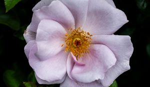 Preview wallpaper rose hips, flower, petals, pink, leaves, pollen, macro