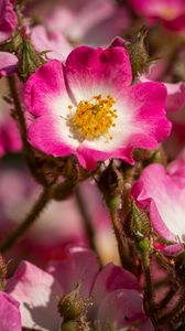 Preview wallpaper rose hips, petals, pink, flowers