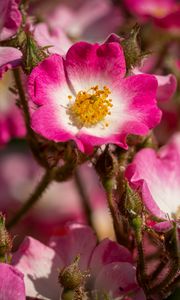 Preview wallpaper rose hips, petals, pink, flowers